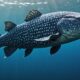 ancient coelacanth discovery explained