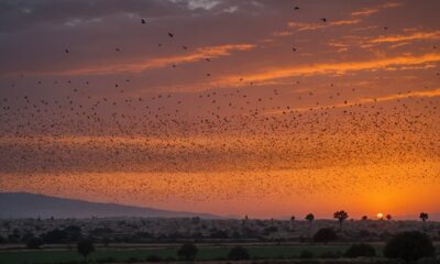 bird migration to israel