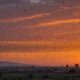 bird migration to israel