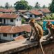 monkey invasion in bekasi