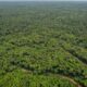 nasa s viral deforestation photo