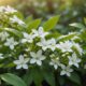 health benefits of jasmine