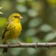 singing birds easy to train