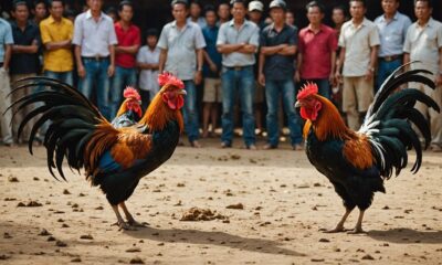 thai cockfighting tournament prize