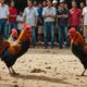 thai cockfighting tournament prize